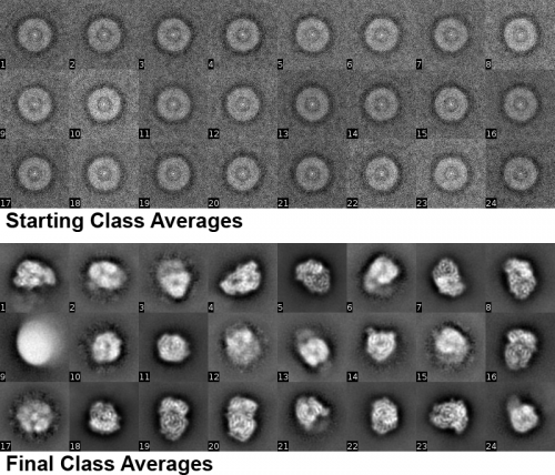 2D Classification Results